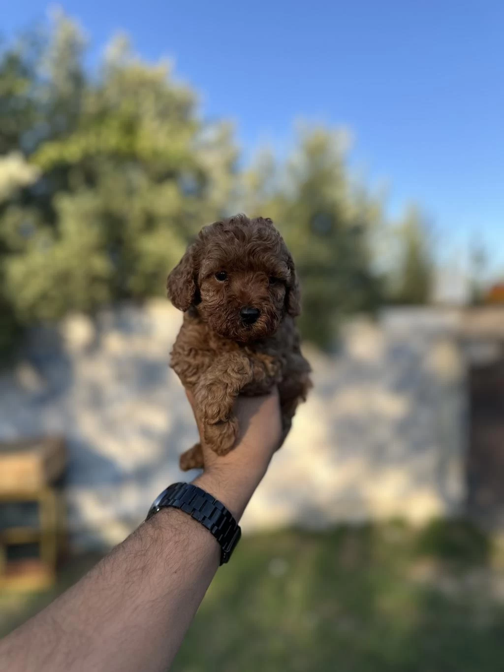 Sağlık Ve İrk Garantili Toy Poodle Yavrularımız