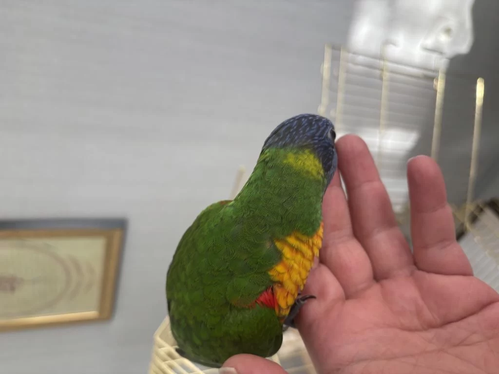 Harika El Beslene Lori