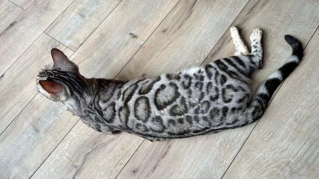 Elite Silver Bengal Kedisi Kitten Ozy