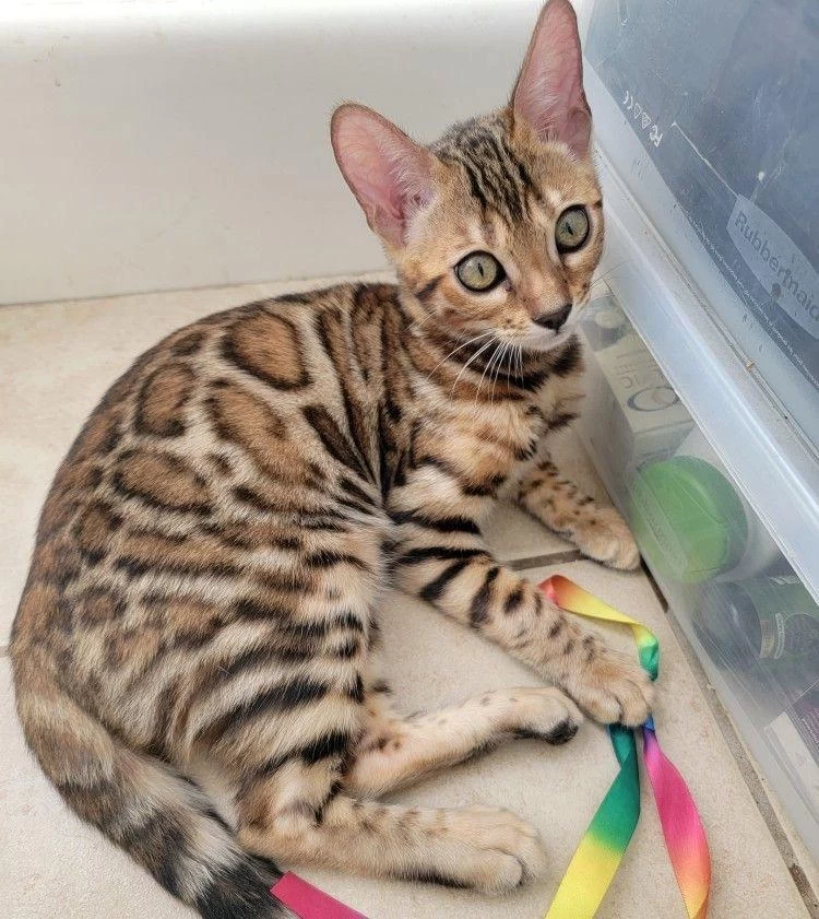 Elite Bengal Kittens