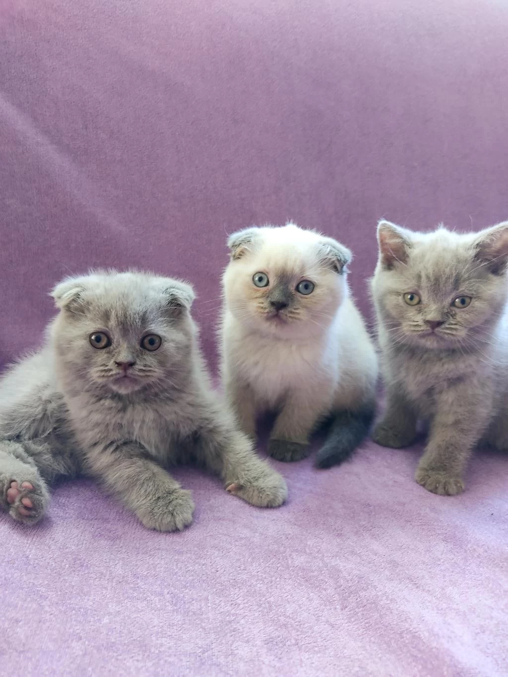 Scottish Fold Yavrularımız