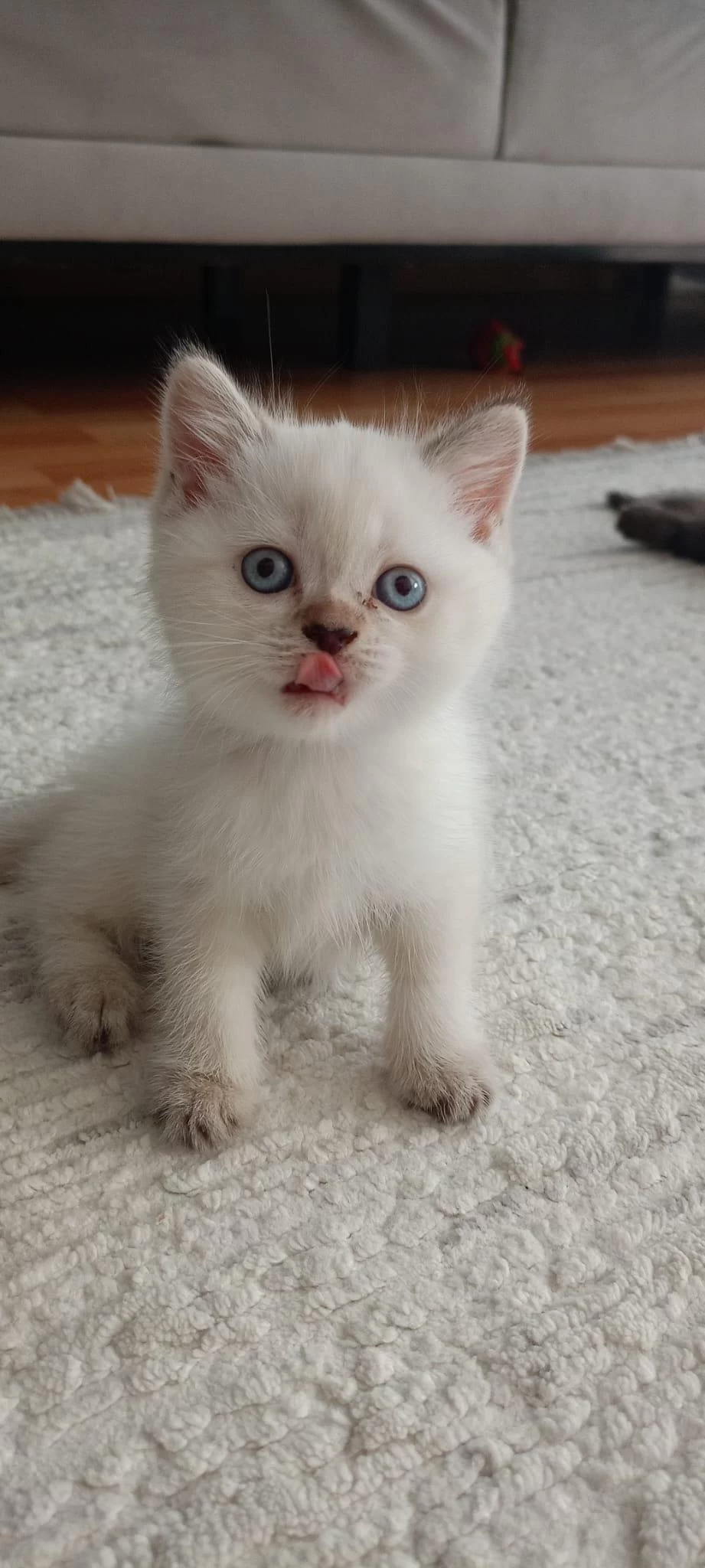 British Shorthair Yavrulara Sıcak Yuva
