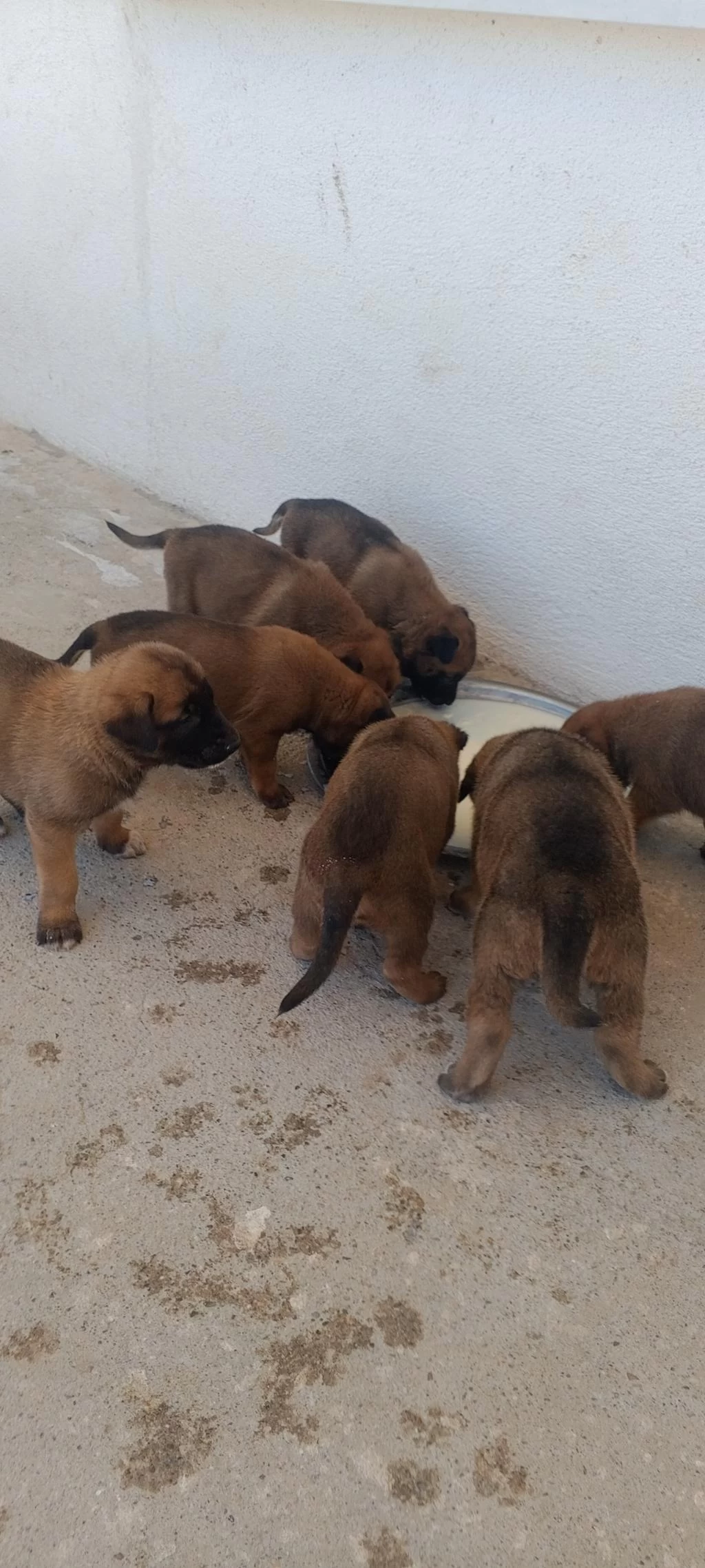Orjinal Saf Belçika Malinois Deli Bunlar