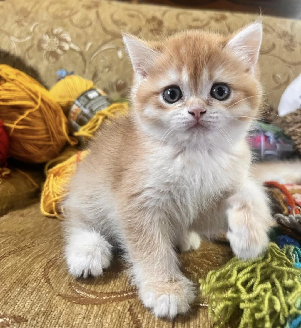 Şecereli Golden British Shorthair Ny12 Erkek Yavru