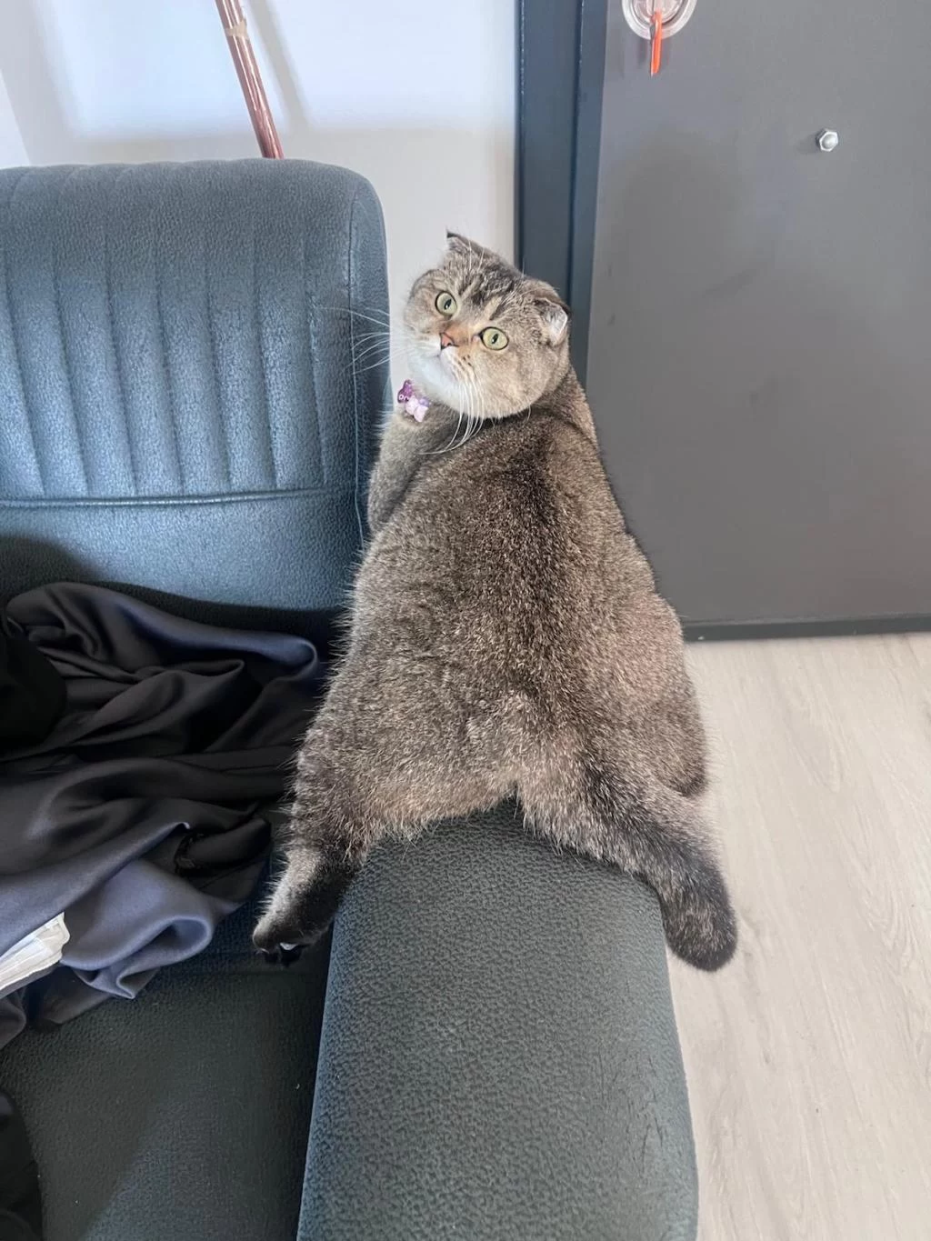 Harika Scottish Fold Dişi