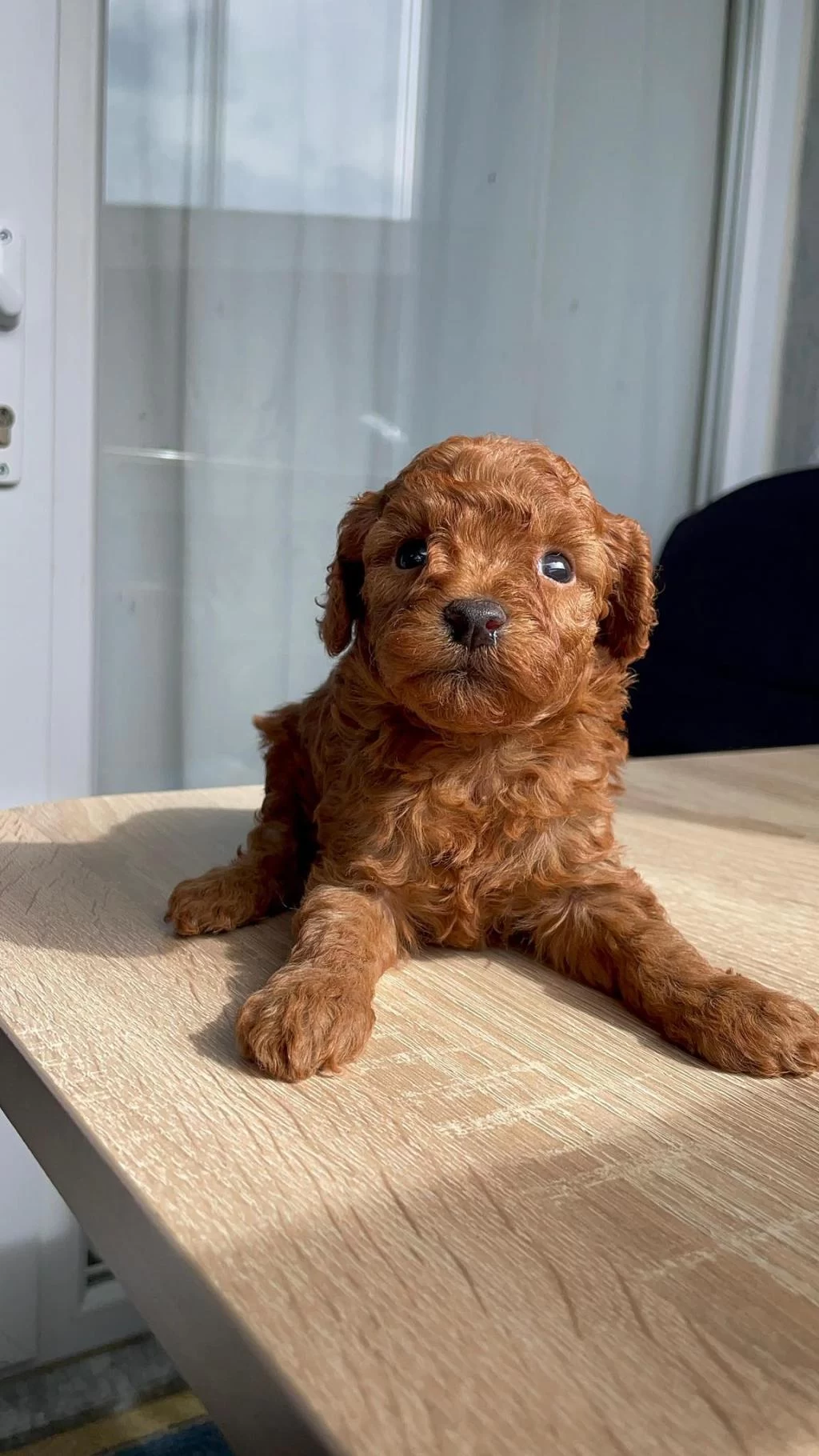 Orjinal Red Brown Orjinal Kore Poodle Yavrular