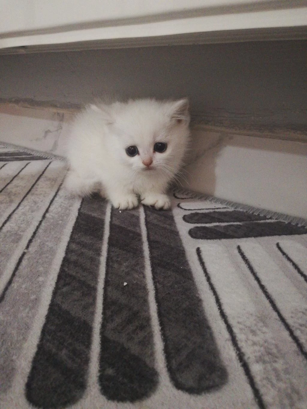 British Shorthair Yavrulara Ömürlük Yuva Aranıyor