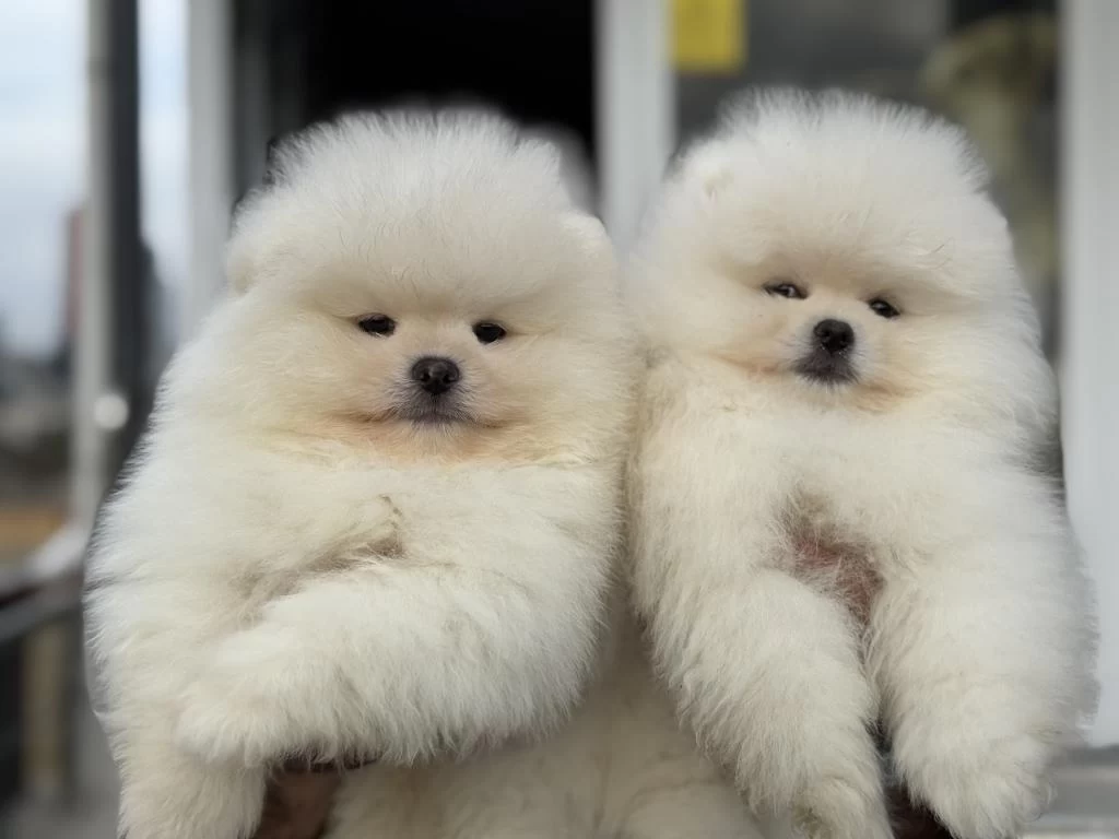 Petmode Köpek Çiftliğinden Teddy Face Pomeranian