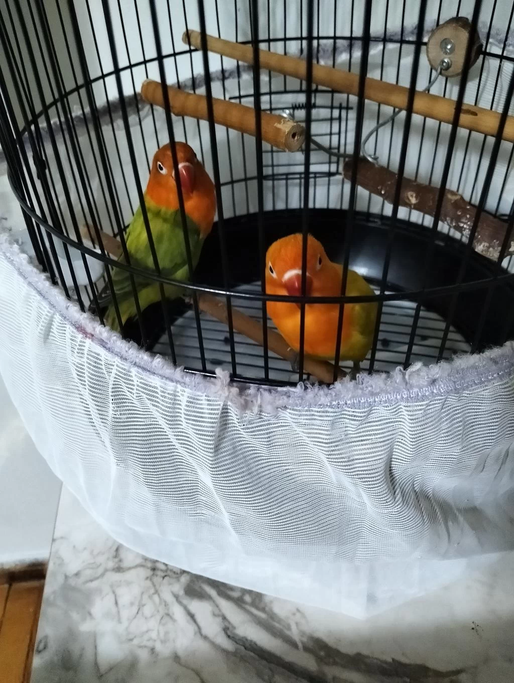 Cennet Papağanı Sevda Papağanı 6 Aylık