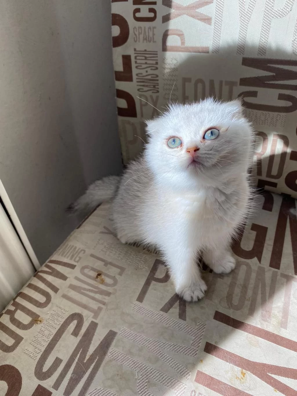 Kendini Deli Gibi Sevdiren Scottish Fold Yavrularım