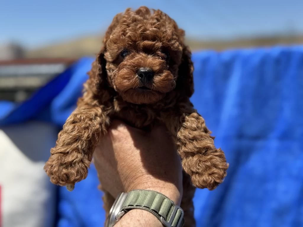 Petmode Köpek Çiftliğinde Ziyarete Açık Kore Toy Poodle