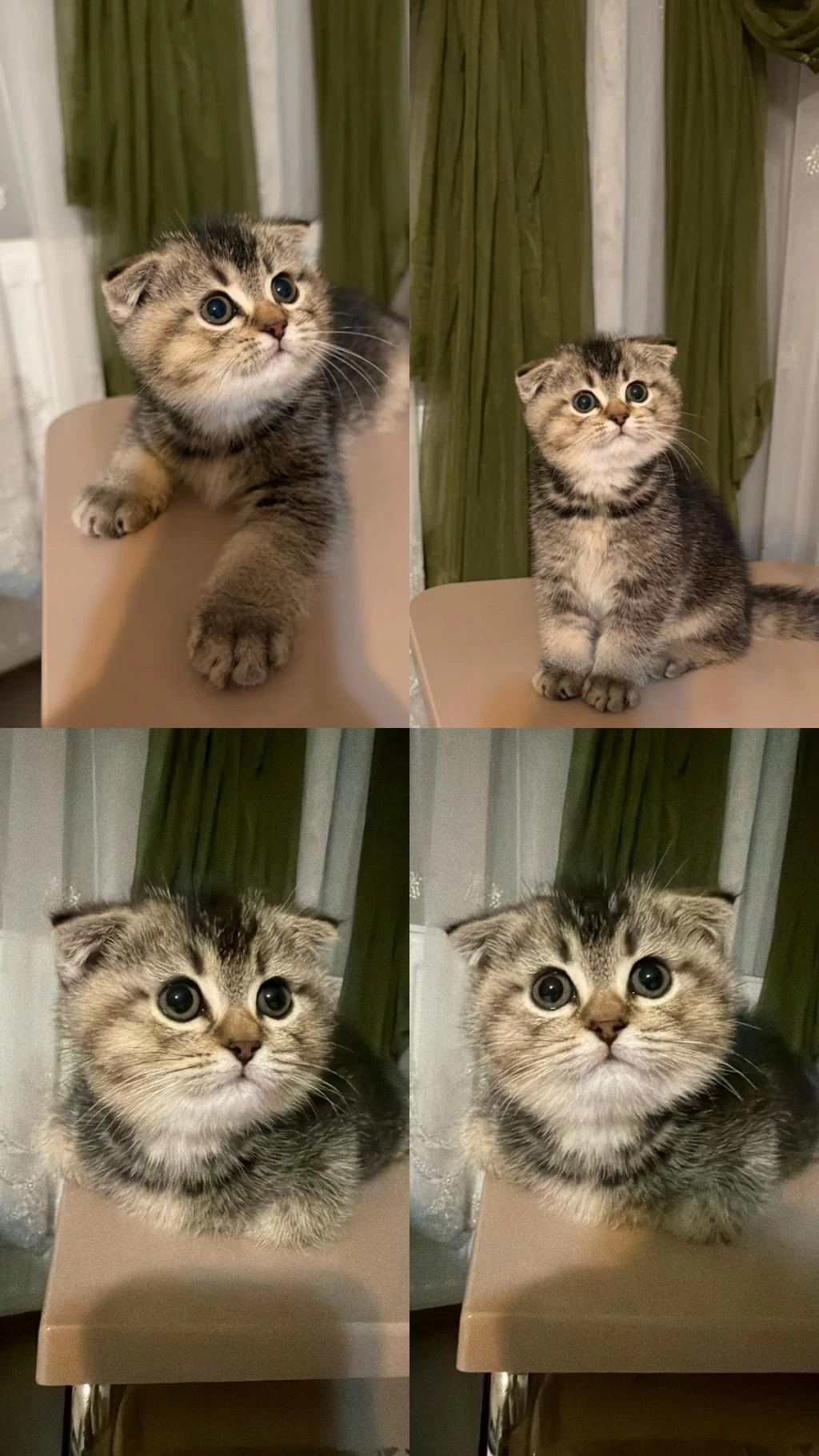 65 Günlük Yavru Scottish Fold Erkek