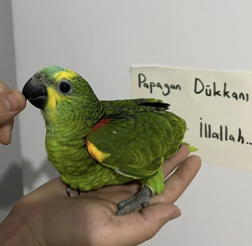 El Besleme Bebek Full Evcil Amazon Papağani