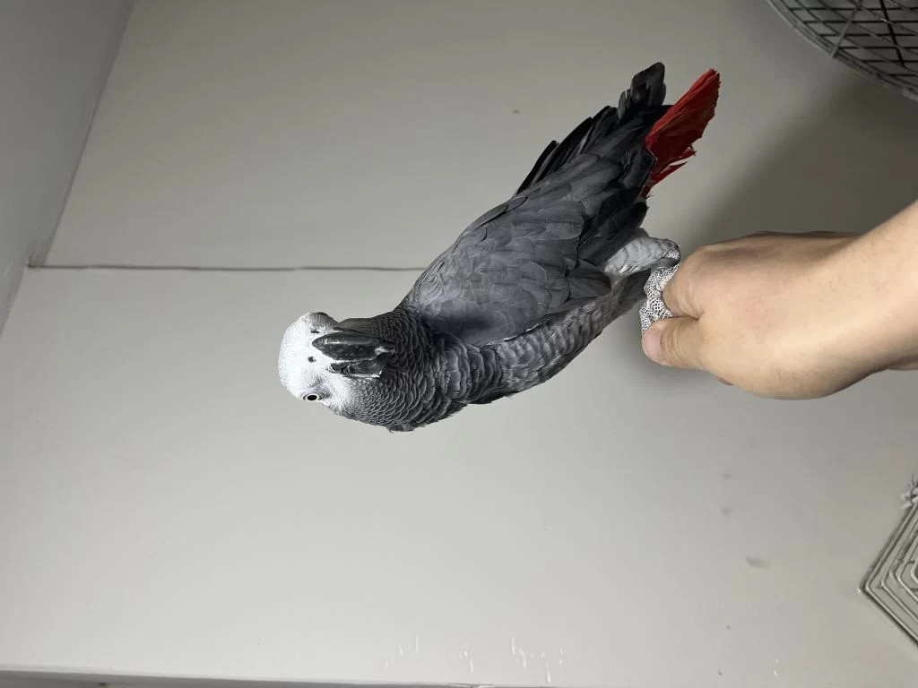 Full Evcil Jako Papağanı