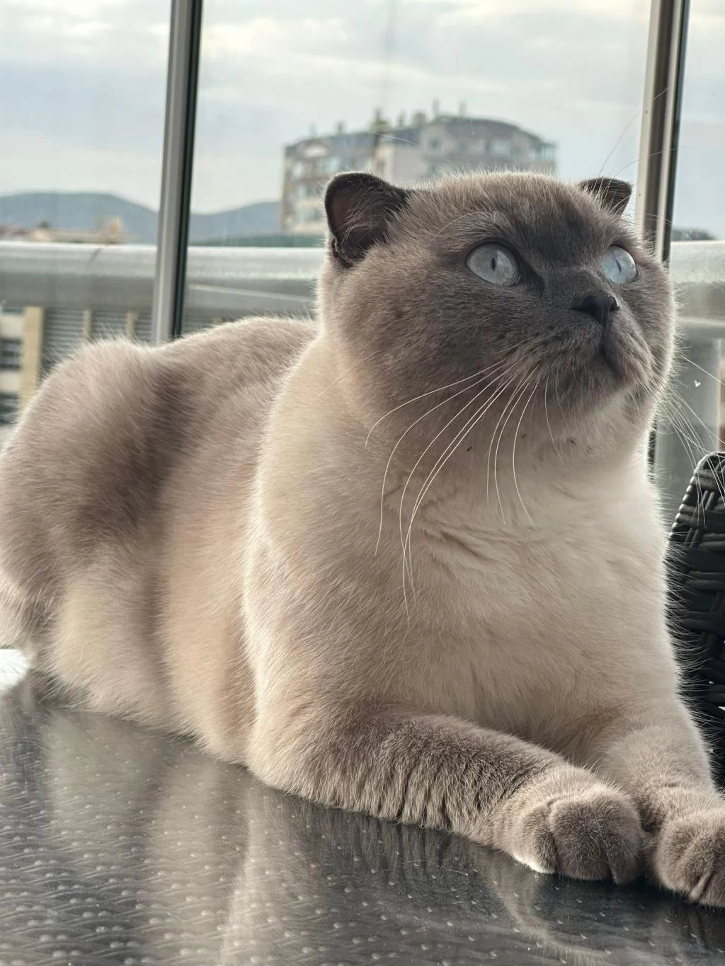 Scottish Fold Kedimize Acil Yuva Arıyoruz