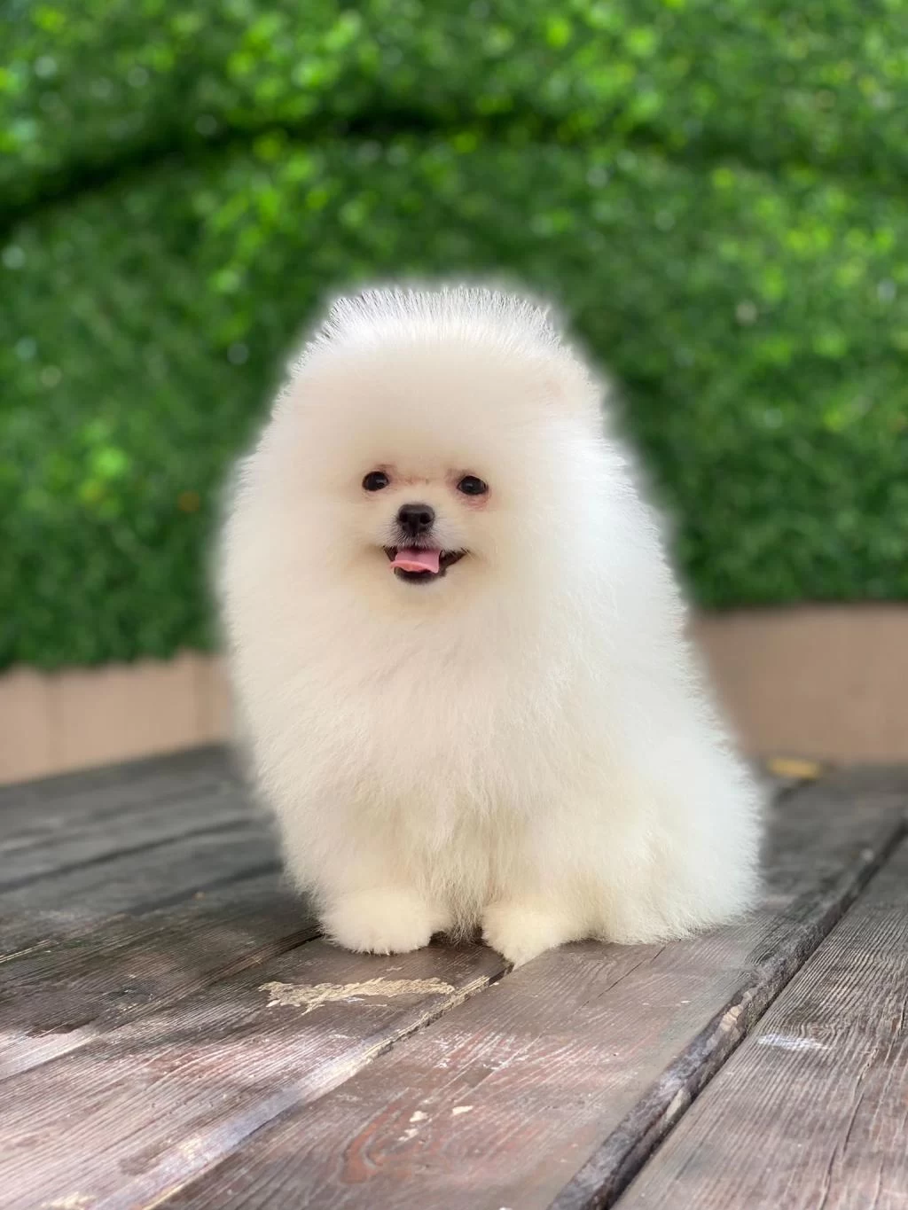 Petmode Köpek Çiftliğinde Ziyarete Açık Pomeranian