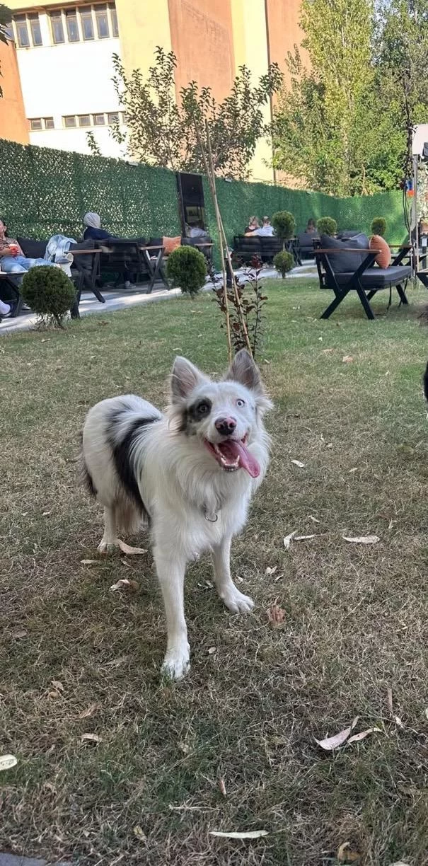 Safkan Border Collie