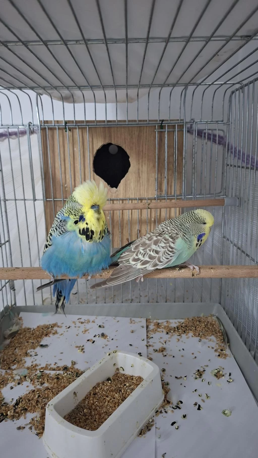 Show Jumbo Muhabbet Kuşu