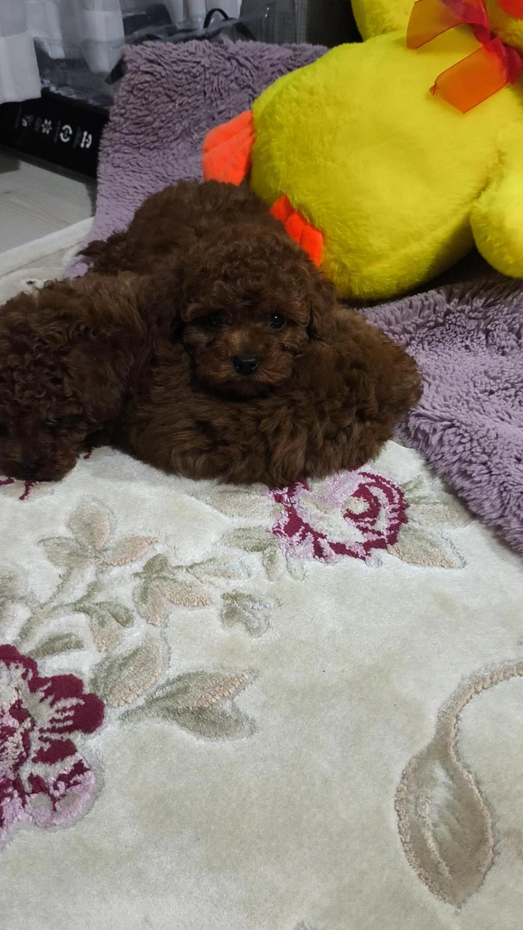 Kore Red Brown Toy Poodle Minicik Güzellikler