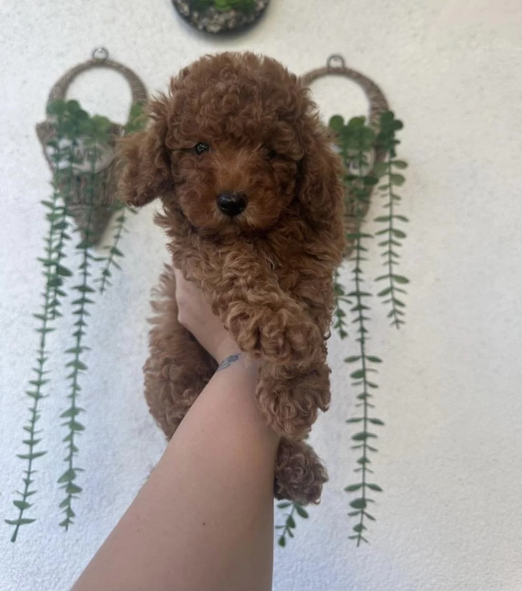 Toy Poodle Yavruları