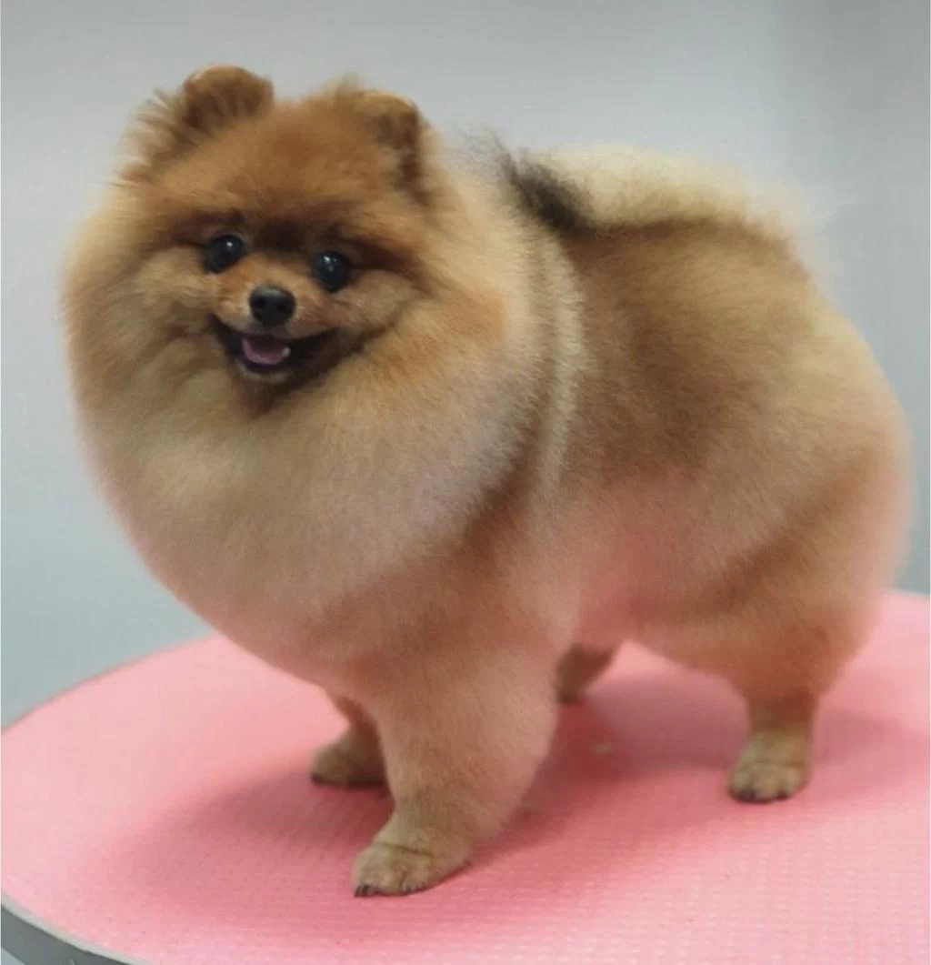 Pomeranian Dişi 3 Yaş