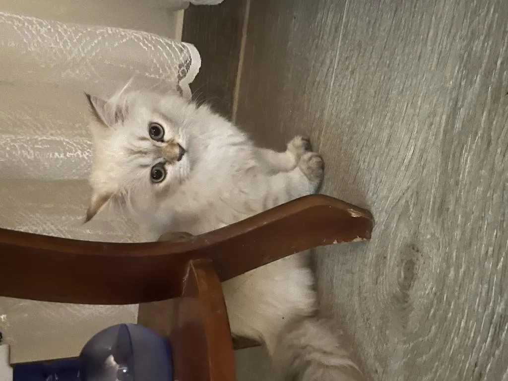 British Longhair Kedimizi Sahiplendirmek