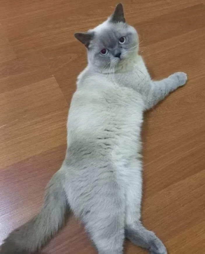 İyi Bakacak Aileye Tamamen Ücretsiz Erkek Blue Point Kedimiz