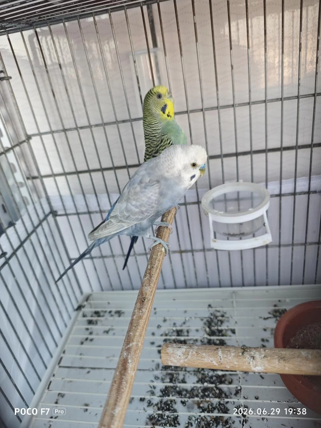 Sağlıklı Muhabbet Kuşu Takım