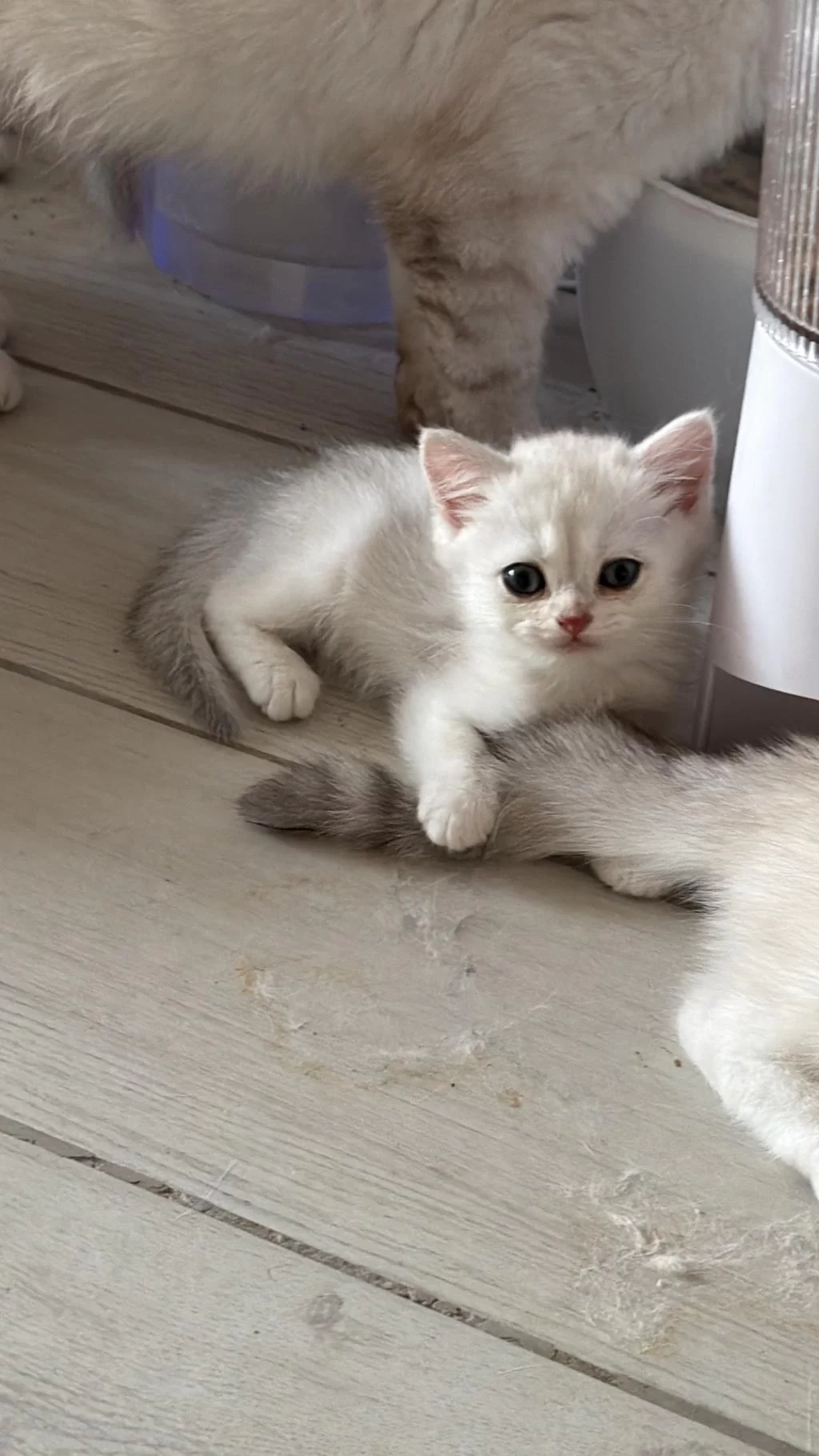 Muhteşem İnci Taneleri Kedilerim Yuvanıza Uğur Getirsin