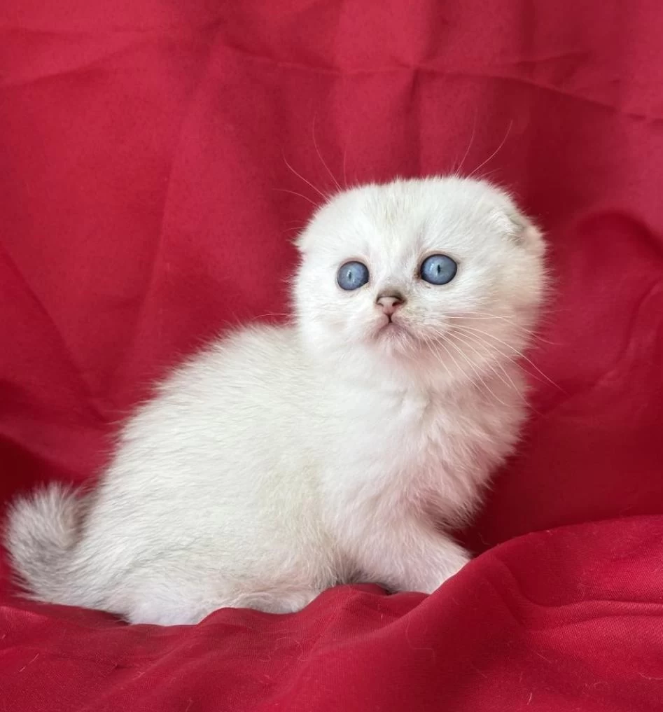 Üst Düzey Gen Hatti Golden Point Erkek Scottish Fold
