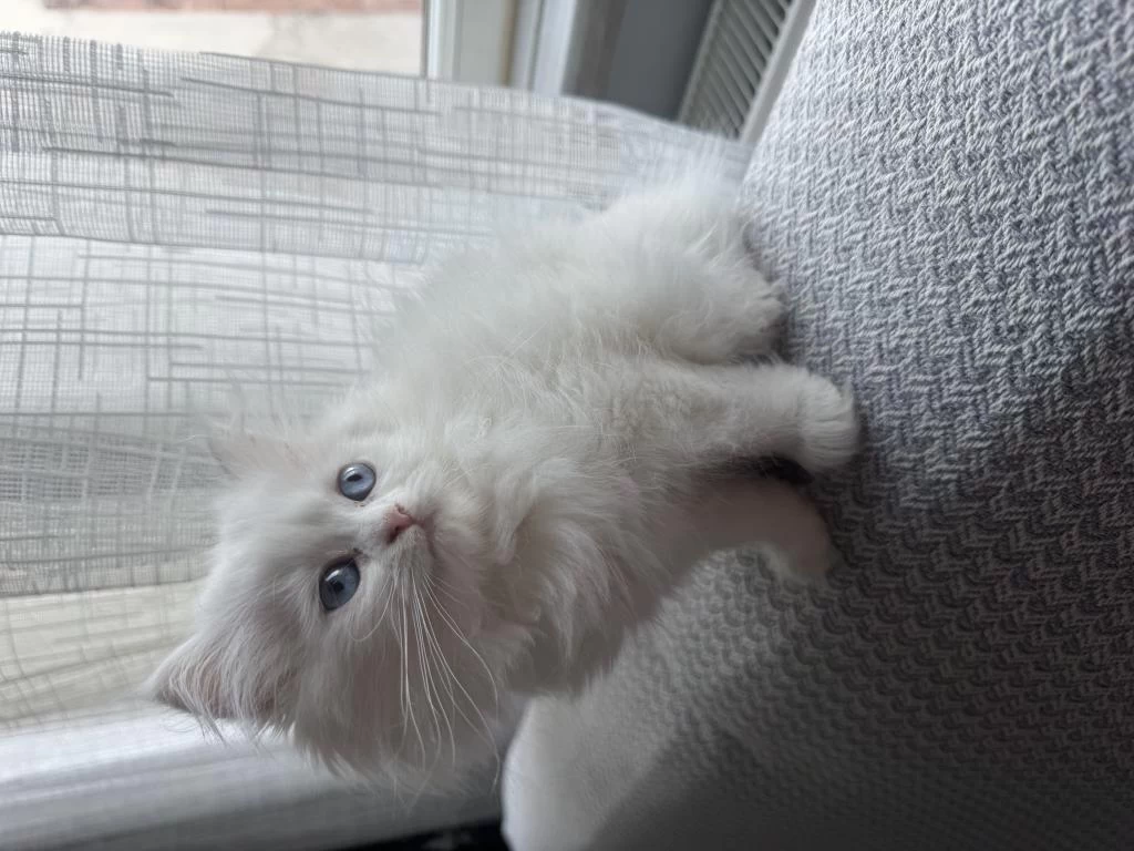 British Longhair 2 Aylik Dişi