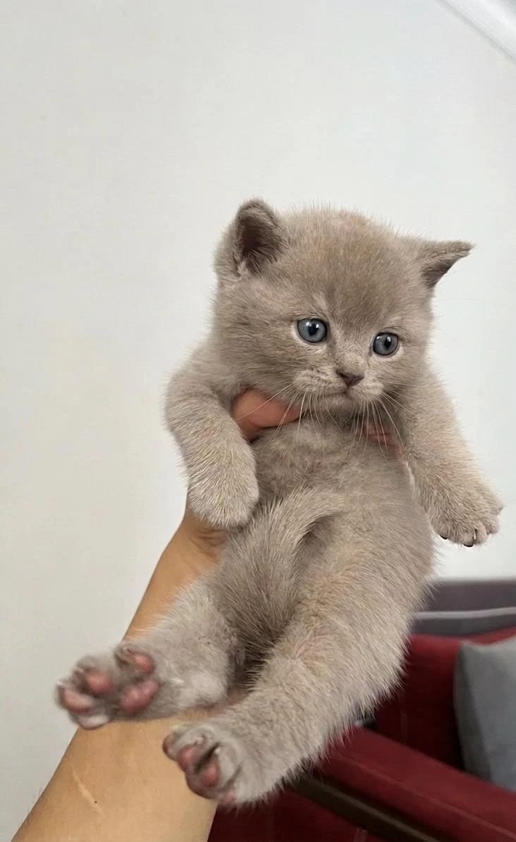 British Shorthair Oğluşum