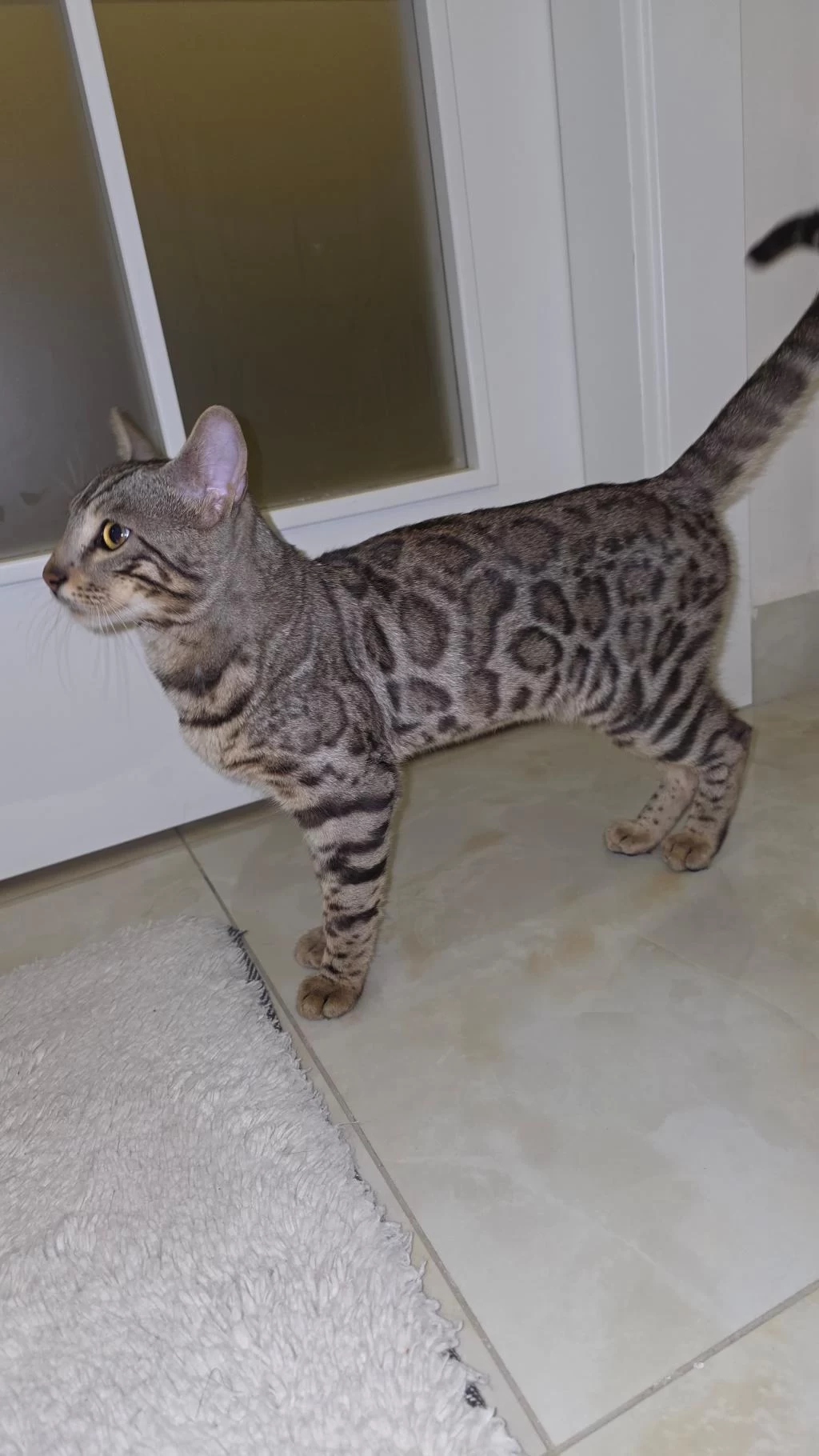 11-12 Aylık Sağlıklı Bengal Kedisi