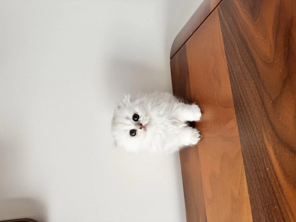 Kendi Kedimizin Yavruları