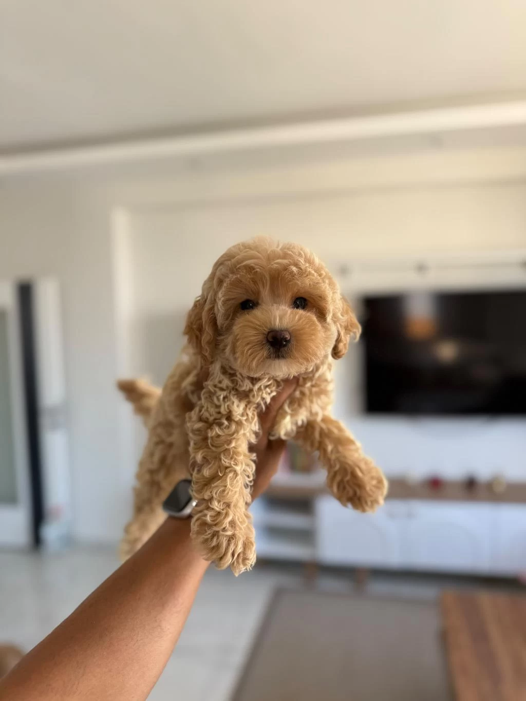 Sağlıklı Maltipoo Bebişlerim
