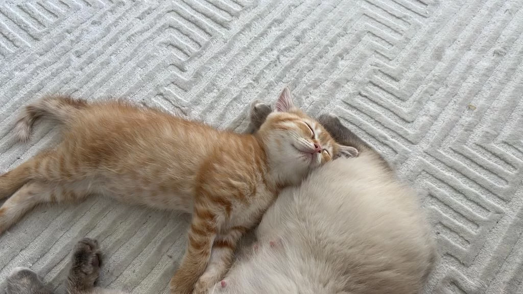 British Shorthair Sarı 3 Aylık