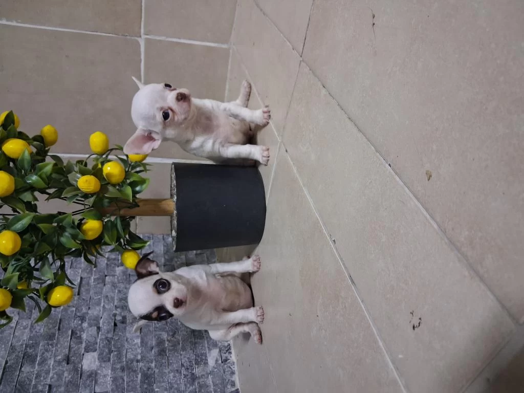 Köpeğimizde Kusur Aramayin Bulamazsiniz