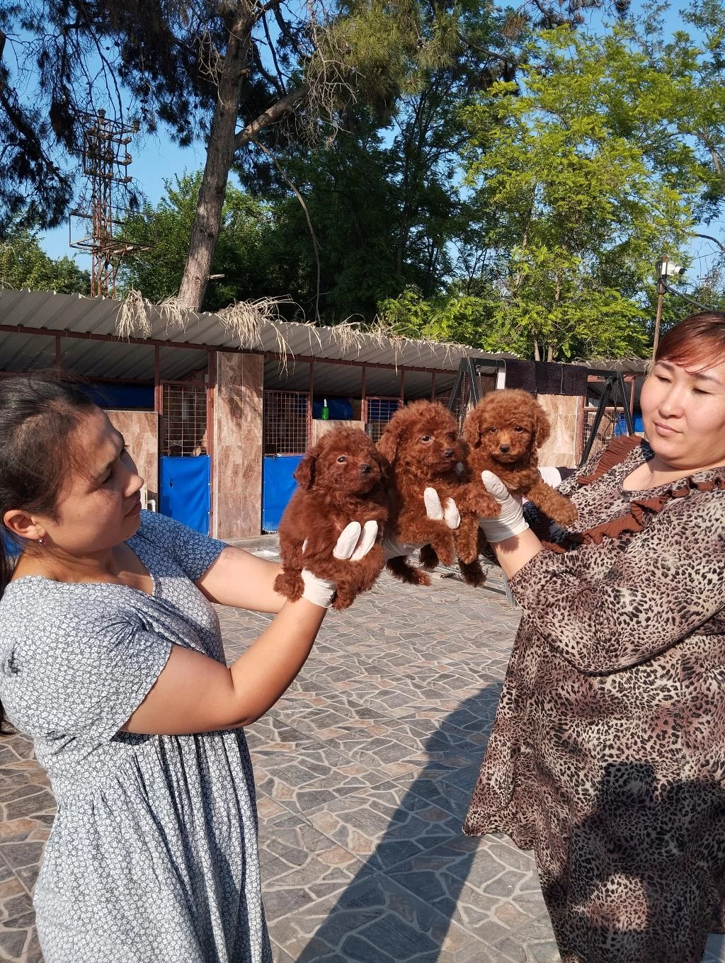 Kore Toy Poodle Yavrularımız Ruhsatlı Çiftliğimizden