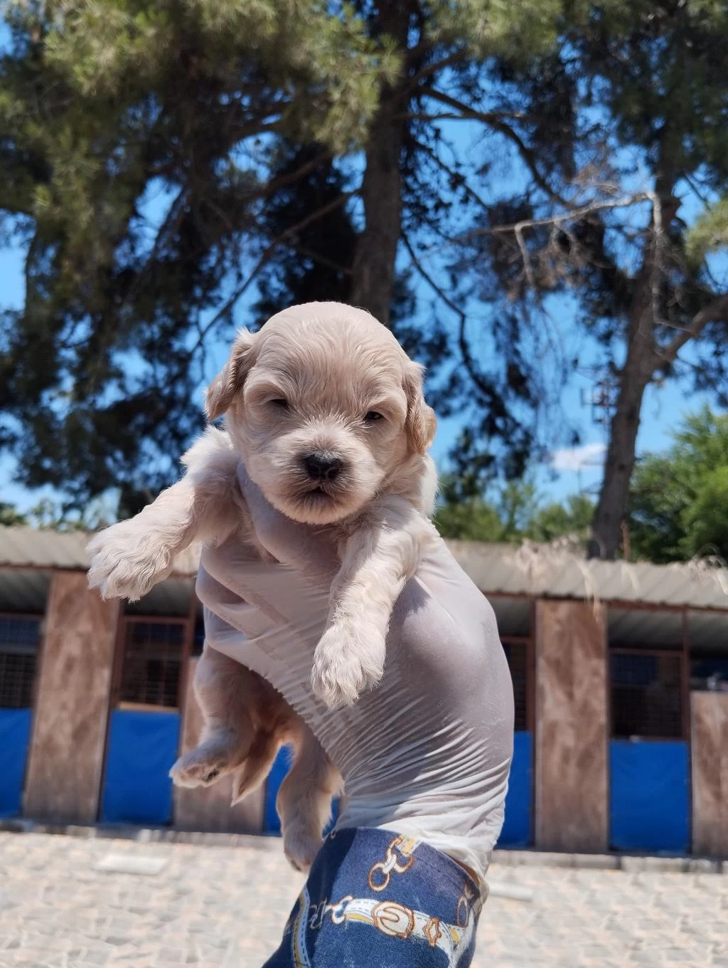 Maltipoo Yavrular Çiftlikten