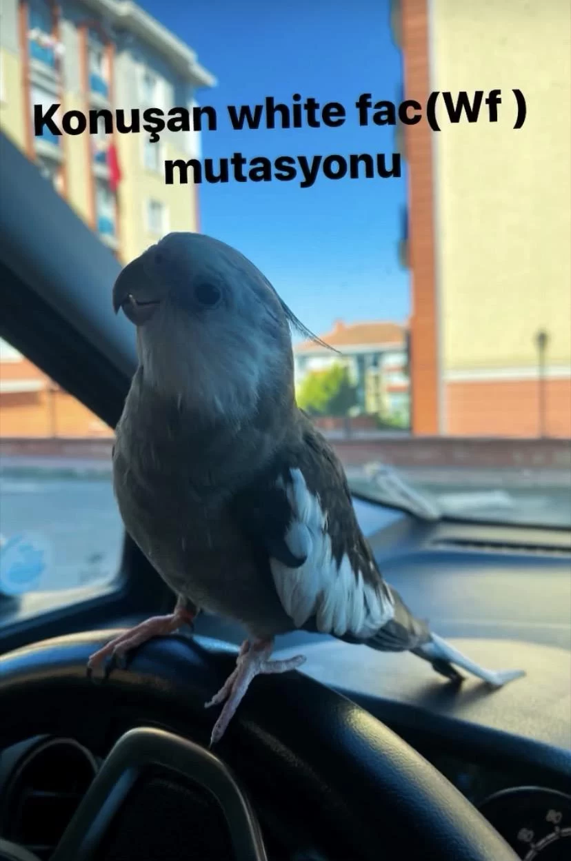 Evcil Konuşan Sultan Papağanı