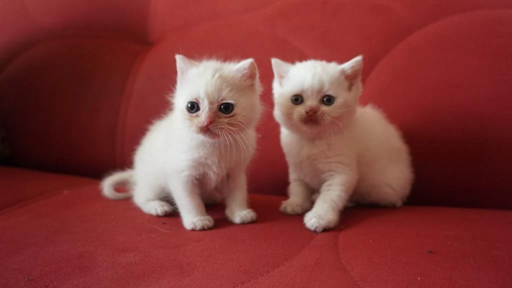 Safkan Scottish British Shorthair Blue Point Yavrular