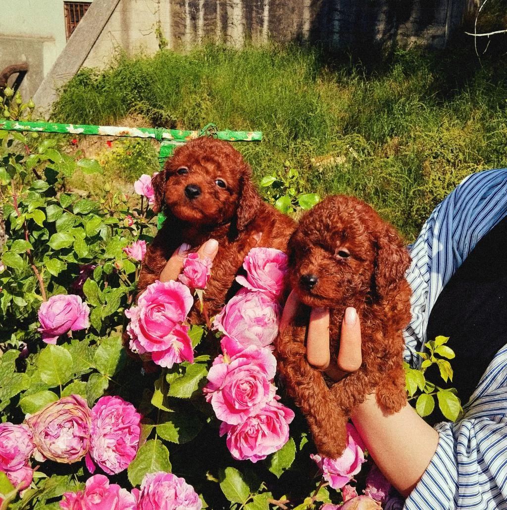 Toy Poodle Yavrular Ruhsatlı Çiftlikten
