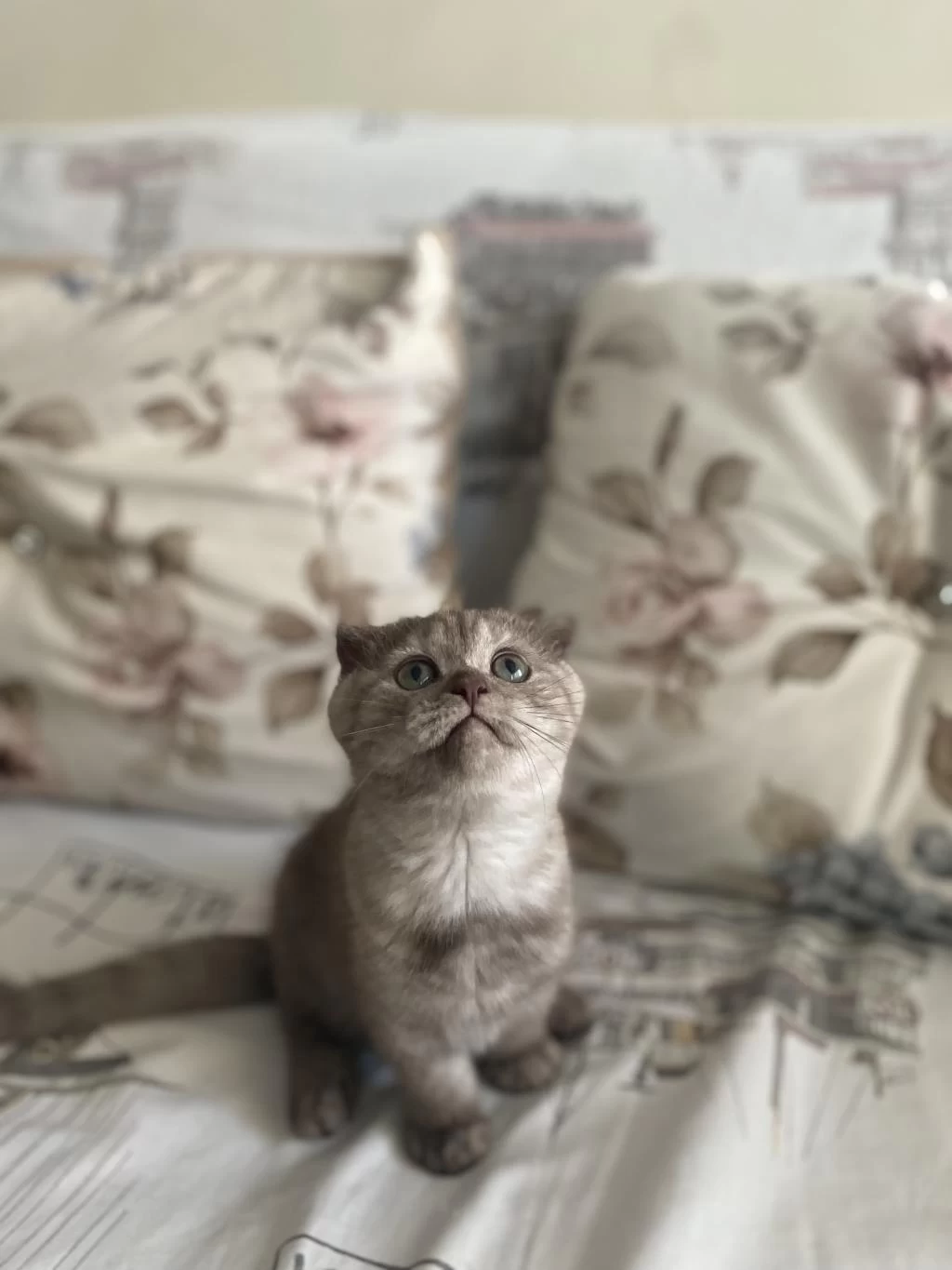 2 Buçuk Aylık Dişi Scottish Fold