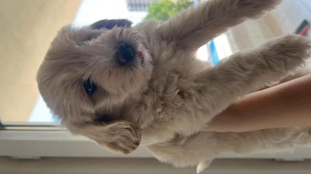 2 Aylık Yavru Maltipoo