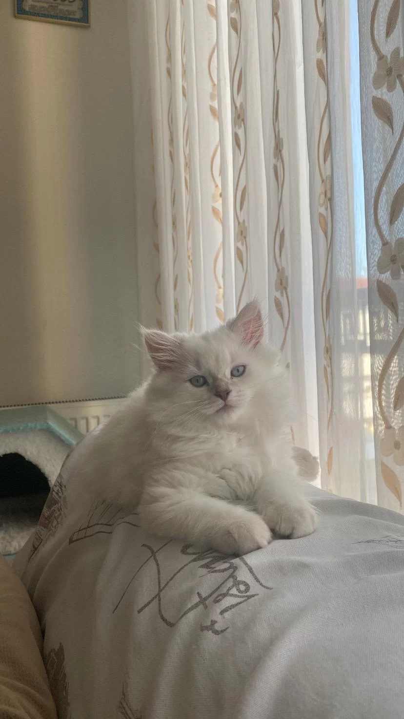 2 Buçuk Aylık Dişi British Longhair
