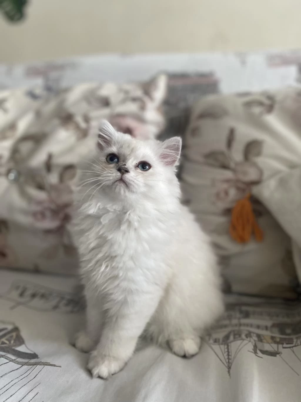 2 Buçuk Aylık Dişi British Longhair Yavrumuz