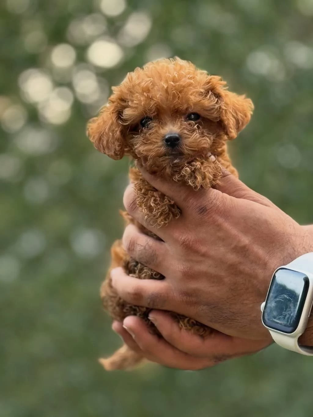 Teacup Korea Poodle Saglik Ve Kg Garantili Wc Egitimli