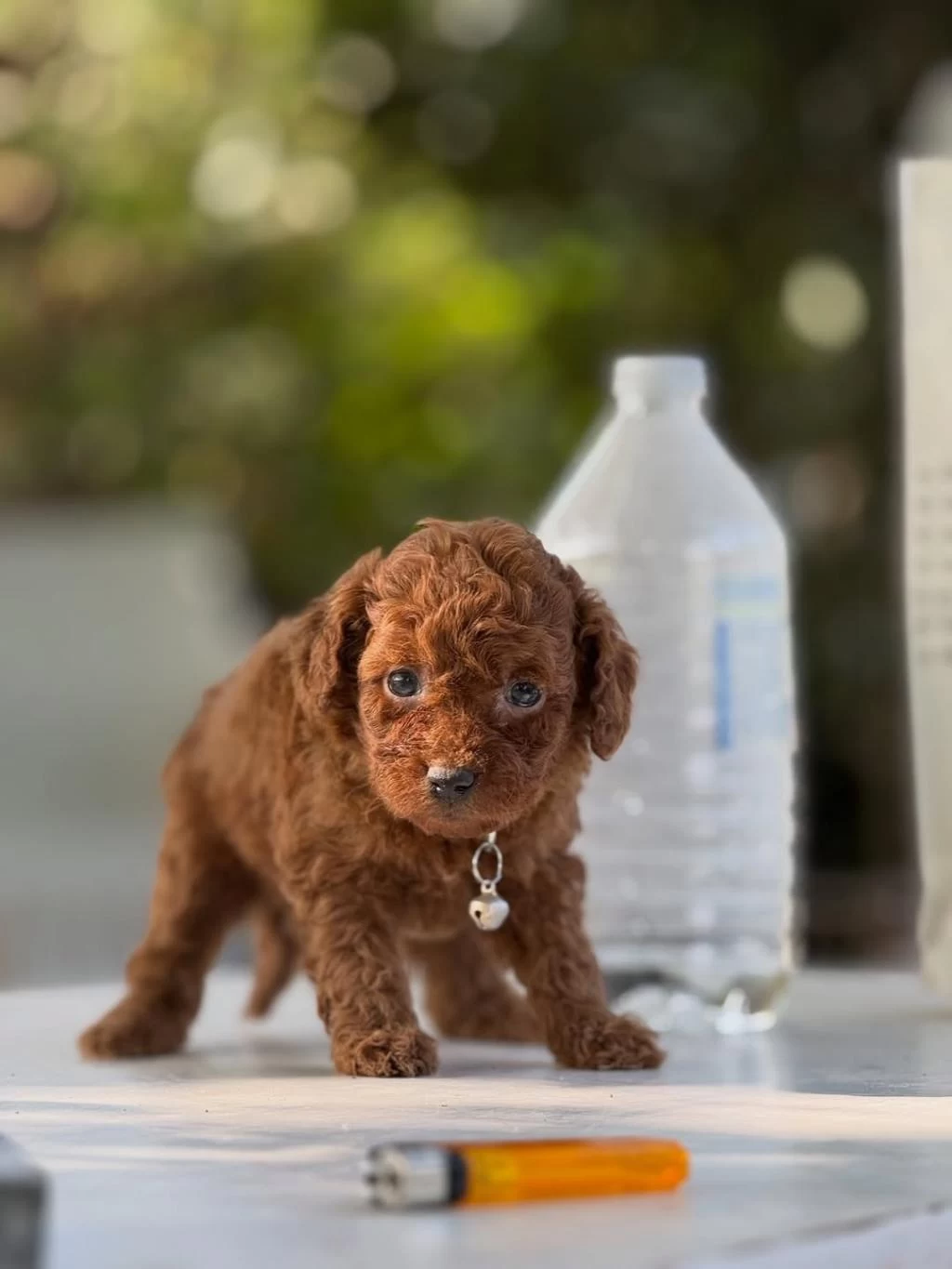 Teacup Korea Poodle Saglik Ve Kg Garantili Wc Egitimli
