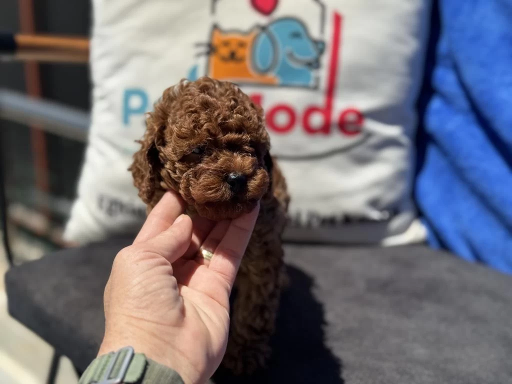 Petmode Köpek Çiftliğinde Ziyarete Açık Toy Poodle