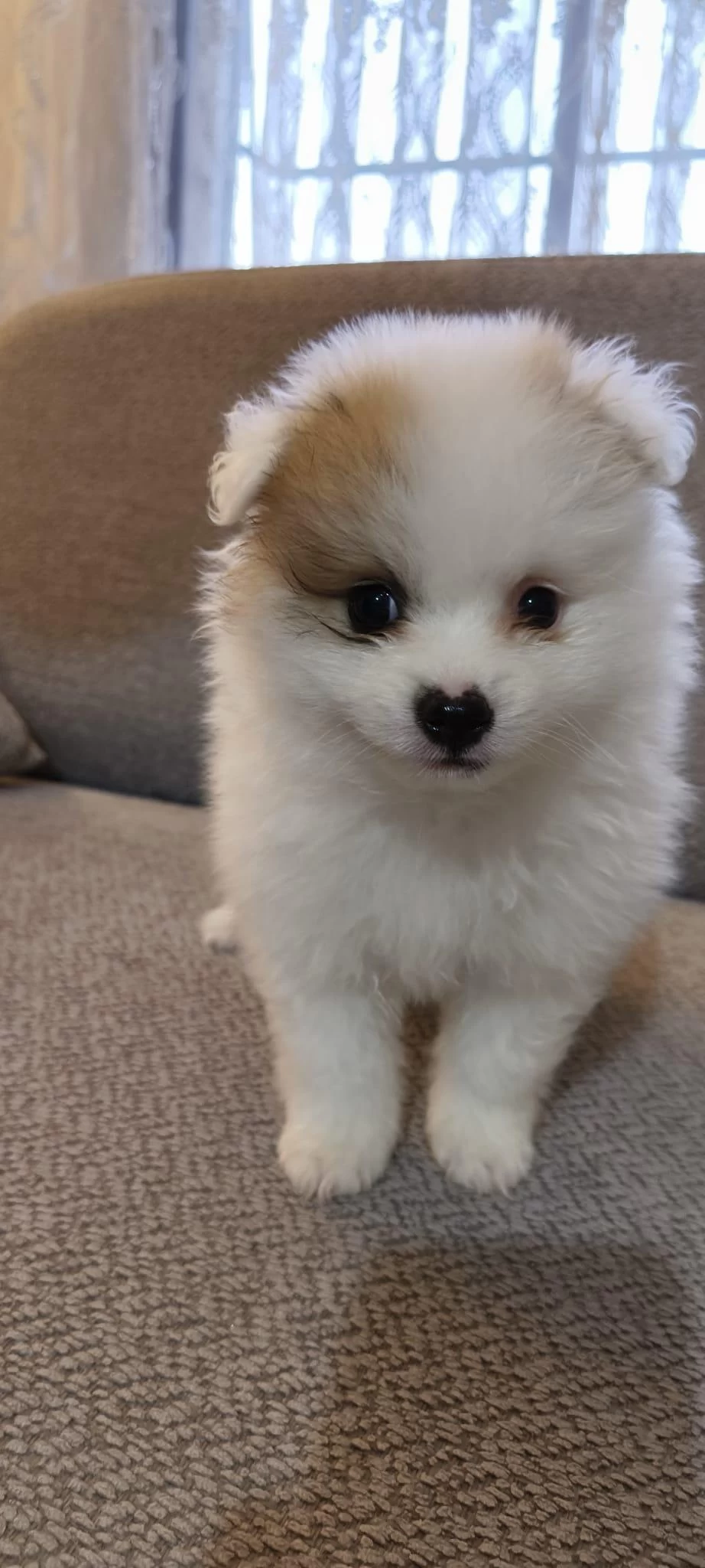 Pomeranian Boo Erkek Ve Dişi Yavrularımız